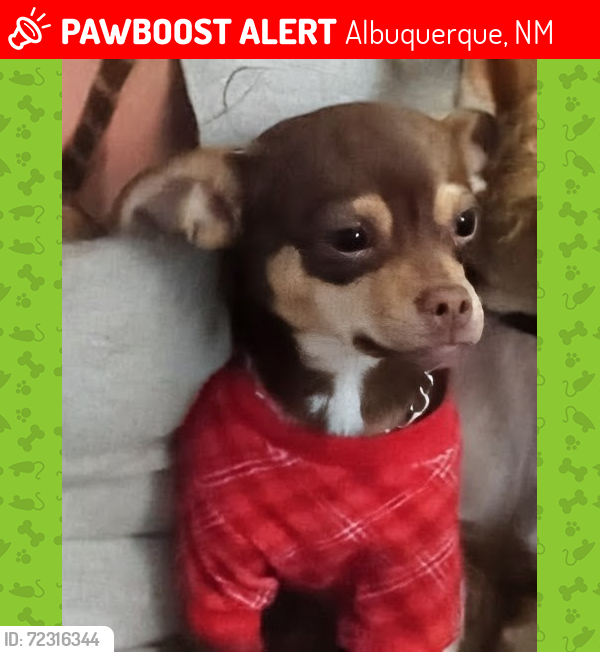 Lost Female Dog last seen Central and Pennsylvania, Albuquerque, NM 87109