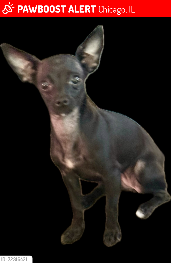 Lost Female Dog last seen Near W Race Ave , Chicago, IL 60644