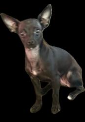 Lost Female Dog last seen Near W Race Ave , Chicago, IL 60644