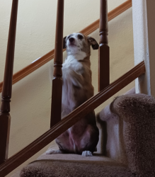 Lost Male Dog last seen Stirrup and Great Bend Drive  Diamond Bar CA, Diamond Bar, CA 91765