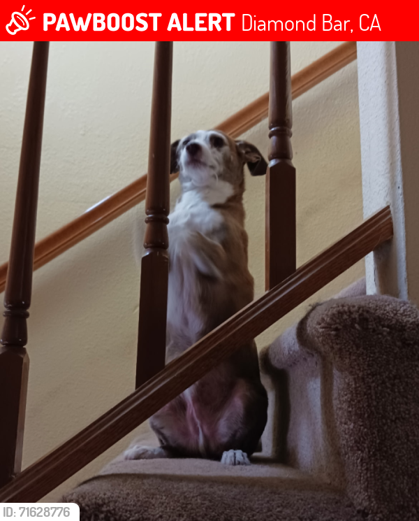 Lost Male Dog last seen Stirrup and Great Bend Drive  Diamond Bar CA, Diamond Bar, CA 91765