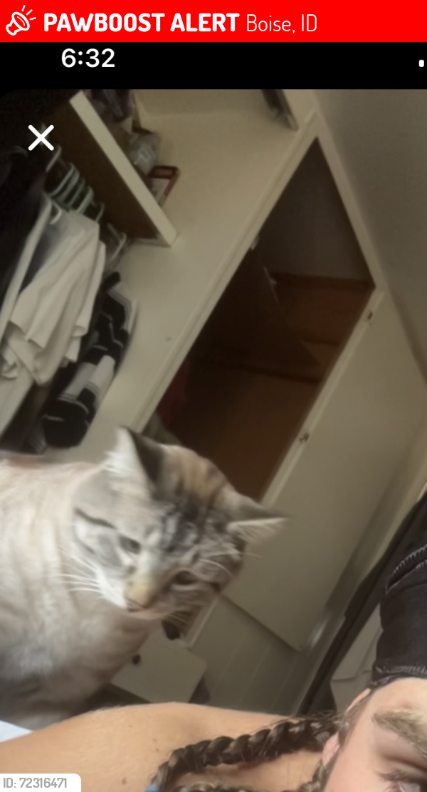 Lost Male Cat last seen Franklin & orchard area., Boise, ID 83705