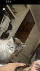 Lost Male Cat last seen Franklin & orchard area., Boise, ID 83705
