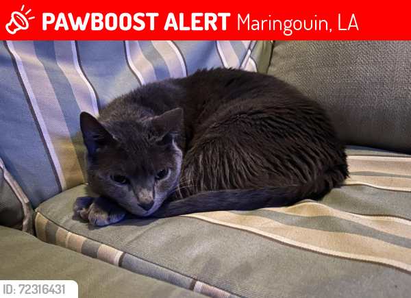 Lost Male Cat last seen Near Old hwy. 1, Lena, LA  71447, Maringouin, LA 70757