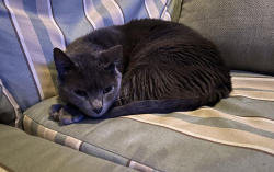 Lost Male Cat last seen Near Old hwy. 1, Lena, LA  71447, Maringouin, LA 70757