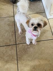 Lost Female Dog last seen Near w Campbell ave, Phoenix, AZ 85037
