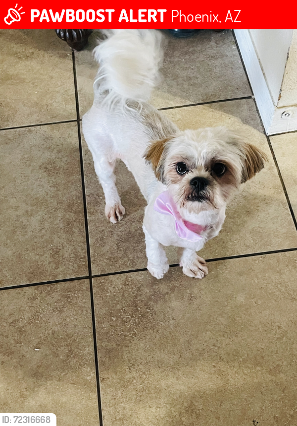 Lost Female Dog last seen Near w Campbell ave, Phoenix, AZ 85037