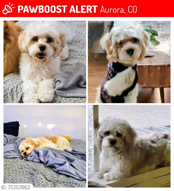 Lost Male Dog last seen 1st and Highline Drive, Aurora, CO 80010