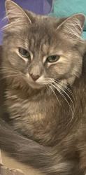 Lost Female Cat last seen Sayers rd Truganina , Truganina, VIC 3029