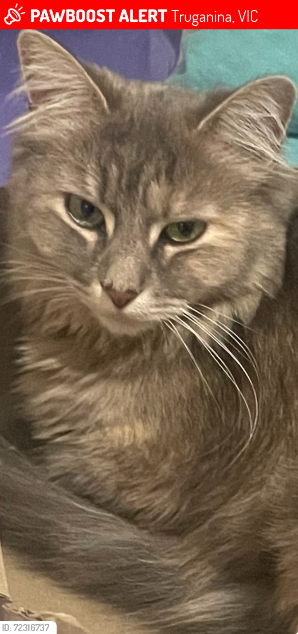 Lost Female Cat last seen Sayers rd Truganina, Truganina, VIC 3029