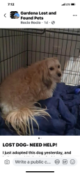 Reunited Female Dog last seen Near street and Normandie, Gardena, CA 90247