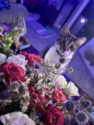 Lost Male Cat last seen Neelys bend & Madison blvd, Nashville, TN 37115