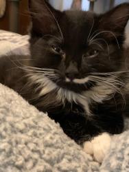 Lost Male Cat last seen by hwy 169, Champlin, MN 55316