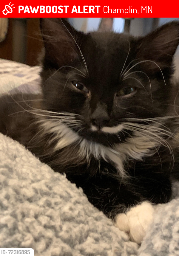 Lost Male Cat last seen by hwy 169, Champlin, MN 55316