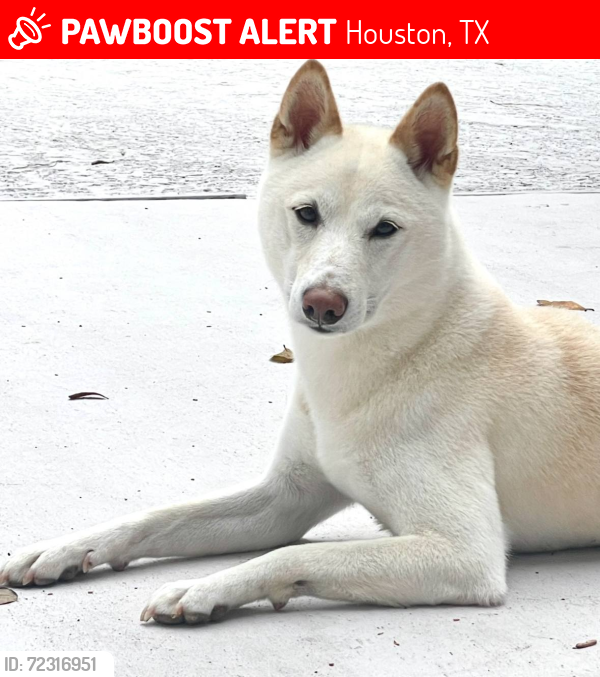 Lost Male Dog last seen Briar forest and Ashford pkwy, Houston, TX 77031