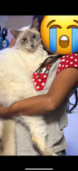 Reunited Female Cat last seen Near Barry St, Camarillo, CA 93010, USA, Camarillo, CA 93010