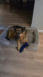 Lost Male Dog last seen Samson ave , Corning, CA 96021