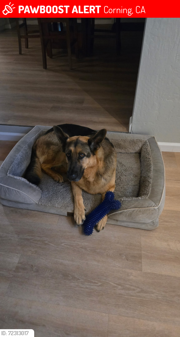 Lost Male Dog last seen Samson ave , Corning, CA 96021