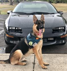 Lost Male Dog last seen Creel avenue U Of l area, Louisville, KY 40203