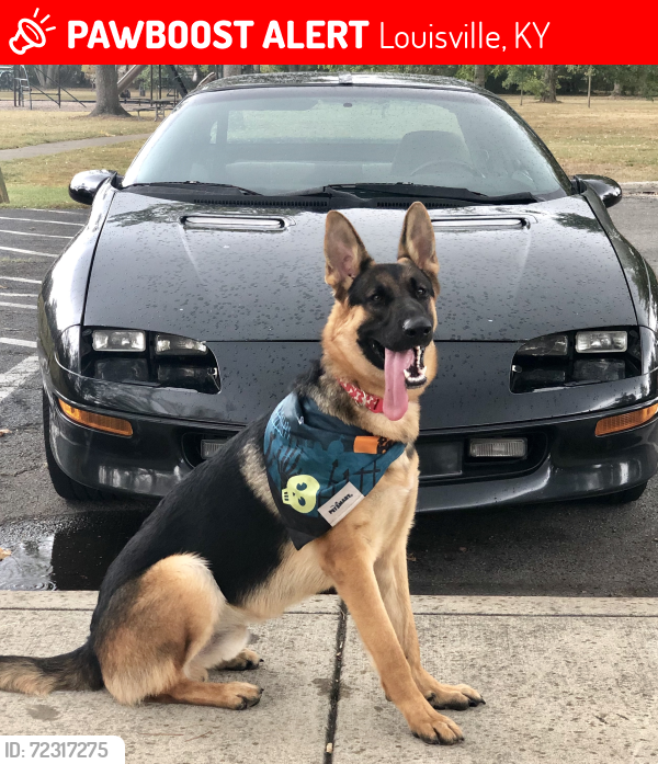 Lost Male Dog last seen Creel avenue U Of l area, Louisville, KY 40203