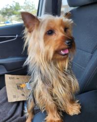 Lost Female Dog last seen Dominion. & Brewster, St. Tammany Parish, LA 70447