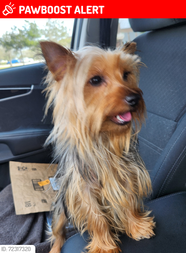Lost Female Dog last seen Dominion. & Brewster, St. Tammany Parish, LA 70447
