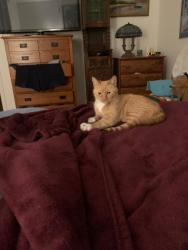 Lost Female Cat last seen Nashville Ave, Fancrest St., Henderson, NV 89052