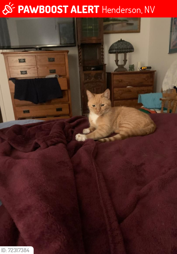 Lost Female Cat last seen Nashville Ave, Fancrest St., Henderson, NV 89052
