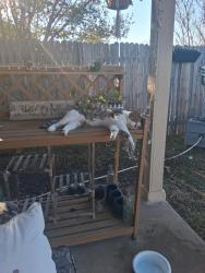 Lost Male Cat last seen Green Slope lane/ Pinnacle park, Georgetown, TX 78628
