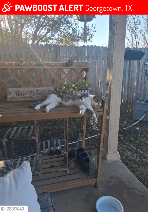 Lost Male Cat last seen Green Slope lane/ Pinnacle park, Georgetown, TX 78628