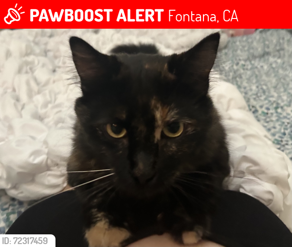 Lost Female Cat last seen Mulberry and Marlay , Fontana, CA 92337