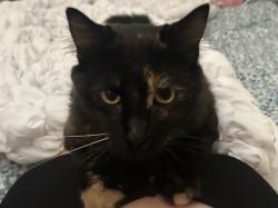 Lost Female Cat last seen Mulberry and Marlay , Fontana, CA 92337