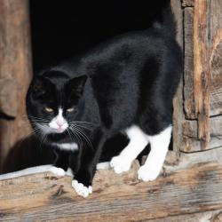 Lost Female Cat last seen Near Oro Chico Hwy, Durham, CA 95938