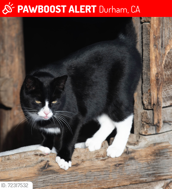 Lost Female Cat last seen Near Oro Chico Hwy, Durham, CA 95938