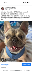 Lost Female Dog last seen Near county farm road Greenville mi , Greenville, MI 48838