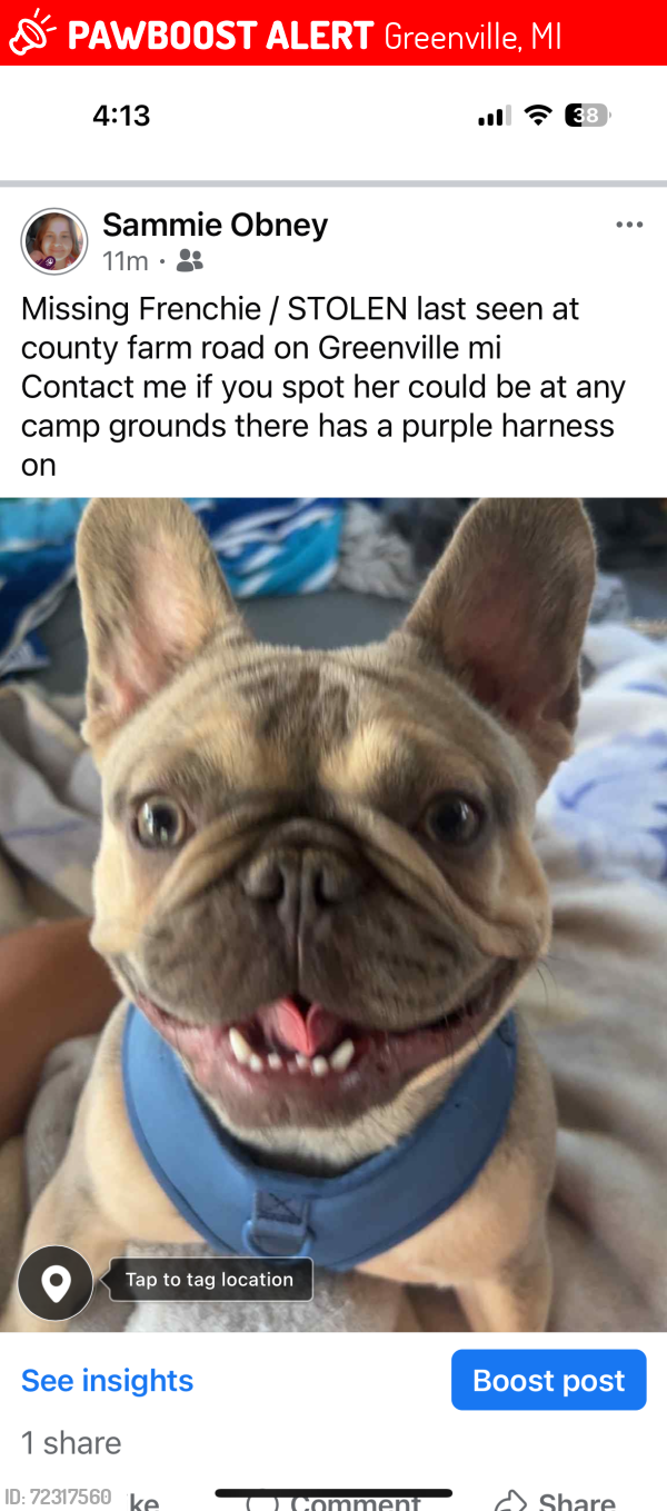 Lost Female Dog last seen Near county farm road Greenville mi , Greenville, MI 48838