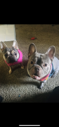 Lost Male Dog last seen Pioner Crossing East, 11001 Night Camp Drive - Cross Roads : Long Day Dr & Mule Train Dr, Austin, TX 78754