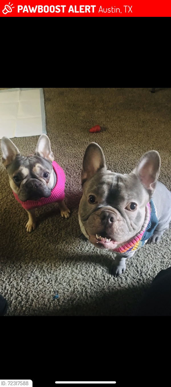 Lost Male Dog last seen Pioner Crossing East, 11001 Night Camp Drive - Cross Roads : Long Day Dr & Mule Train Dr, Austin, TX 78754