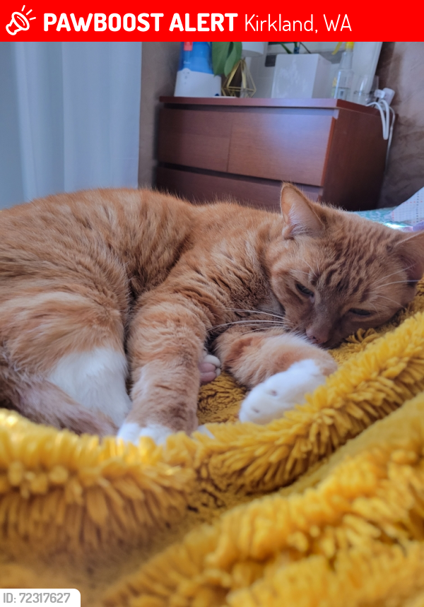 Lost Male Cat last seen QFC on Finn Hill, Kirkland, WA 98034