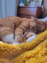 Lost Male Cat last seen QFC on Finn Hill, Kirkland, WA 98034