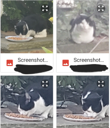 Lost Male Cat last seen Elisha Avenue & 24th Street, Zion, IL 60099