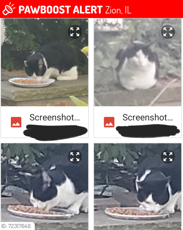 Lost Male Cat last seen Elisha Avenue & 24th Street, Zion, IL 60099