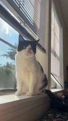 Lost Female Cat last seen Joe's Older than Dirt, Lyndon, KY 40222