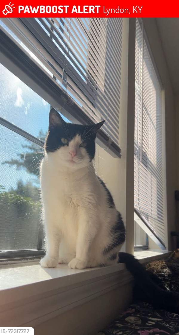 Lost Female Cat last seen Joe's Older than Dirt, Lyndon, KY 40222