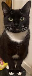Lost Female Cat last seen Croydon / mitcham , Greater London, England CR0