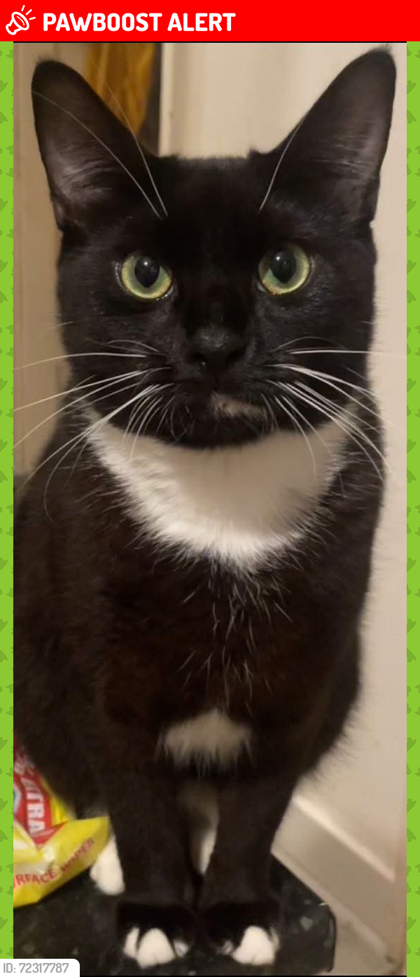 Lost Female Cat last seen Croydon / mitcham , Greater London, England CR0
