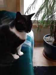 Lost Male Cat last seen Hoyle's Orchard Rd / Bethlehem Rd south of Old Fort, NC, McDowell County, NC 28762