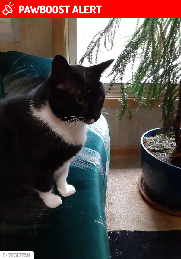 Lost Male Cat last seen Hoyle's Orchard Rd / Bethlehem Rd south of Old Fort, NC, McDowell County, NC 28762
