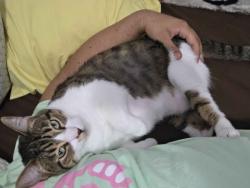 Lost Female Cat last seen spanish lakes us1, Port St. Lucie, FL 34952