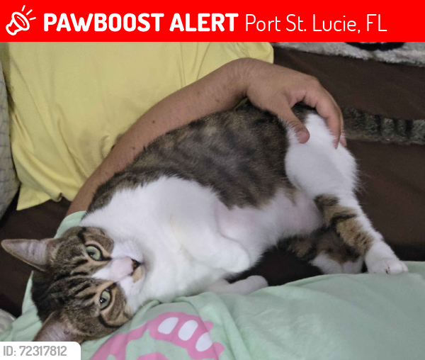 Lost Female Cat last seen spanish lakes us1, Port St. Lucie, FL 34952